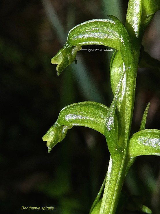 Benthamia spiralis .orchidaceae.indigène Réunion.P1008909