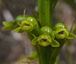 Benthamia spiralis.orchidaceae.indigène Réunion.P1008847