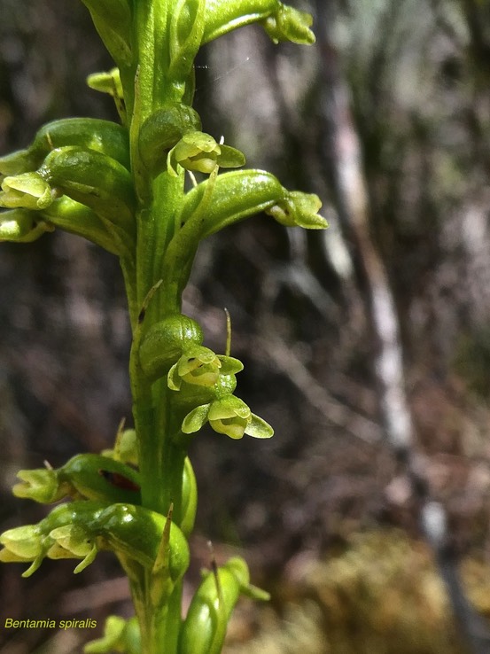 Benthamia spiralis.orchidaceae.indigène Réunion.P1008841