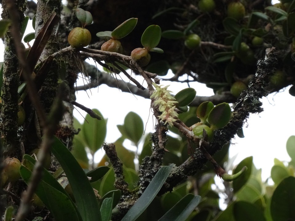 Bulbophyllum nutans - EPIDENDROIDEAE - Indigène Réunion