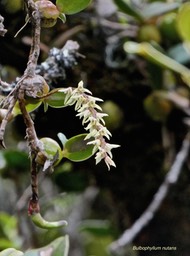 Bulbophyllum nutans .orchidaceae. indigène Réunion.P1009007