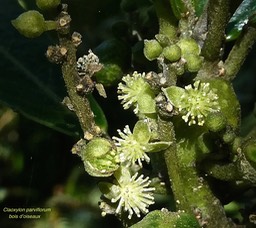 Claoxylon parviflorum.bois d'oiseaux.petit bois d'oiseaux.(fleurs mâles) euphorbiaceae.endémique Mascareignes. P1008711
