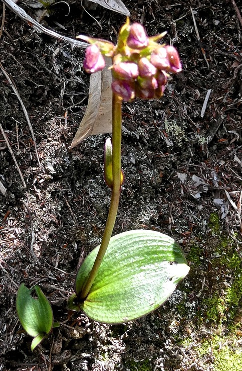 Cynorkis castillonii ? orchidaceae.P1009252