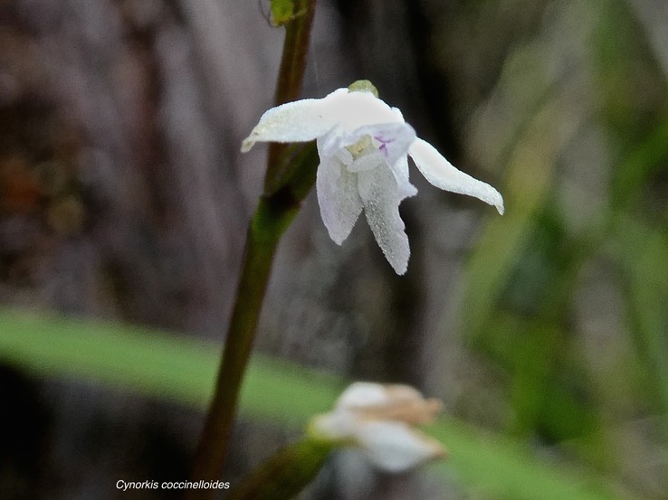 Cynorkis coccinelloides.orchidaceae.indigène Réunion.P1009308