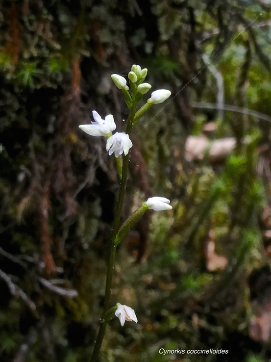Cynorkis coccinelloides.orchidaceae.indigène Réunion.P1008879