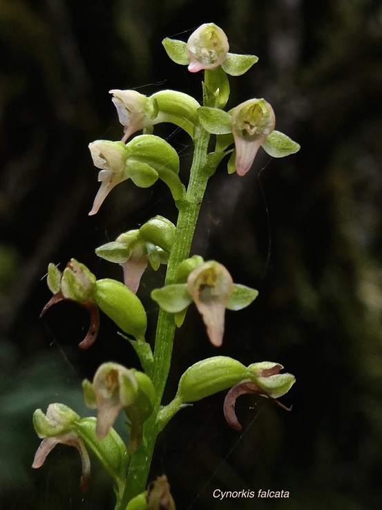 Cynorkis falcata. orchidaceae.endémique Réunion.P1008956