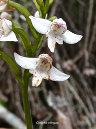 Cynorkis trilinguis .orchidaceae.endémique Réunion.P1009322