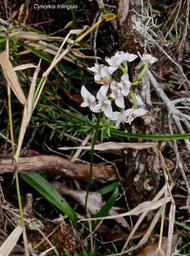 Cynorkis trilinguis .orchidaceae.endémique Réunion.P1009317