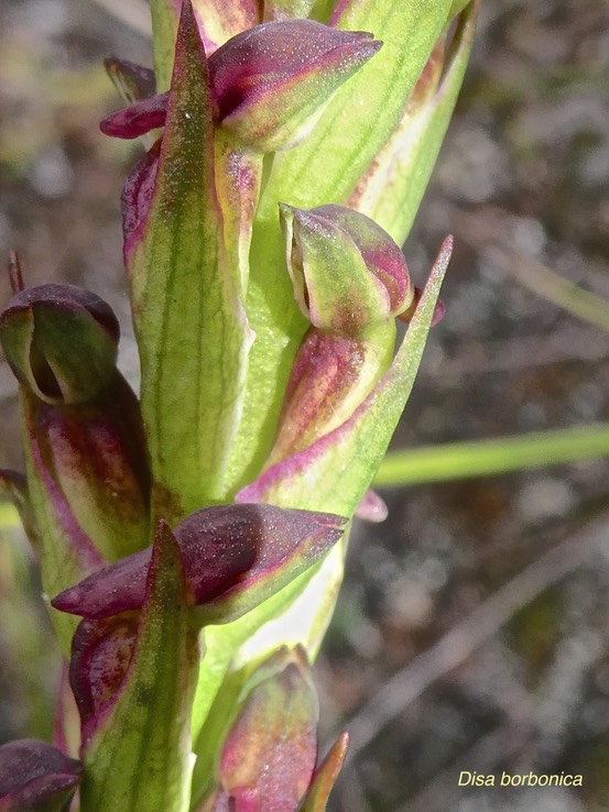 Disa borbonica.orchidaceae.endémique Réunion.P1009221