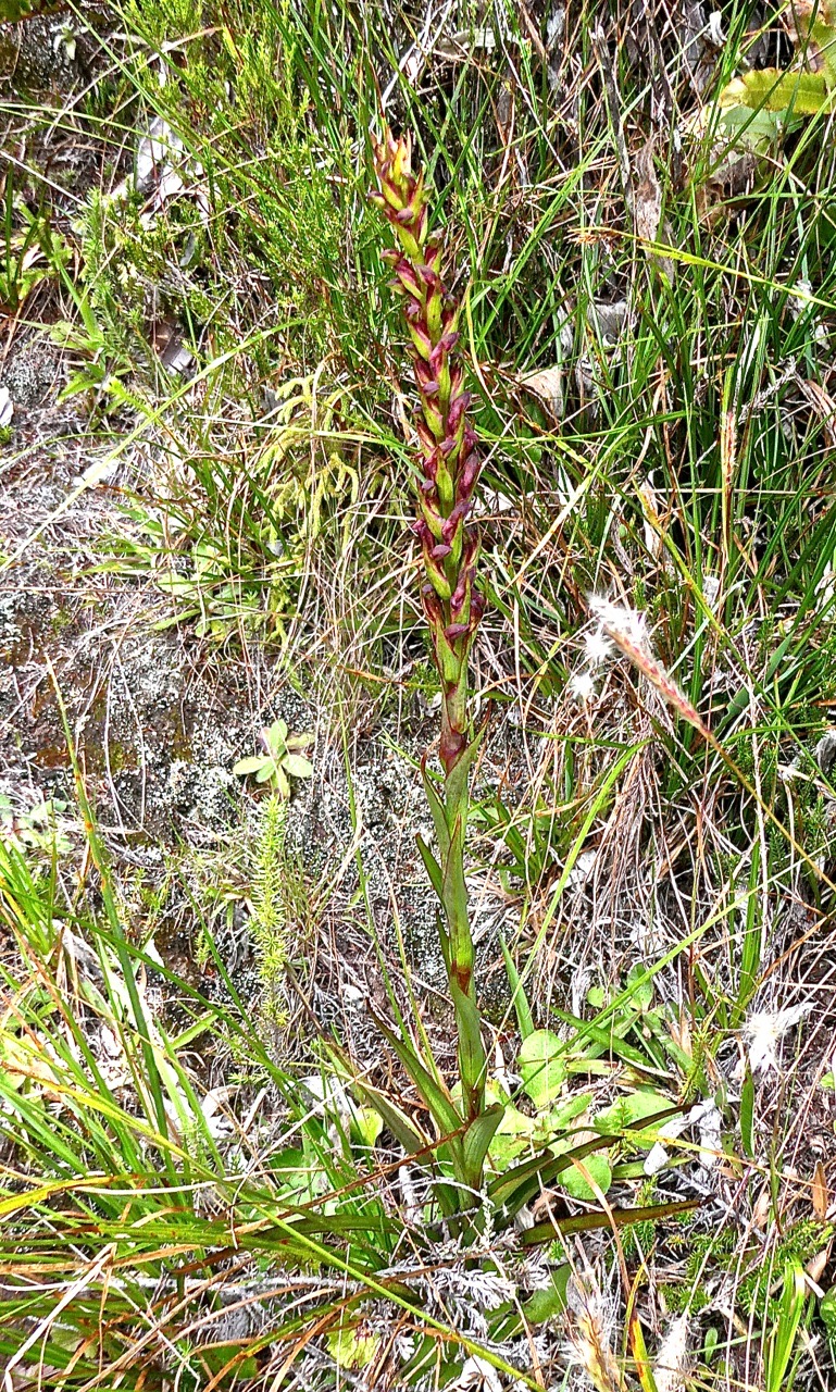 Disa borbonica.orchidaceae.endémique Réunion.P1009213