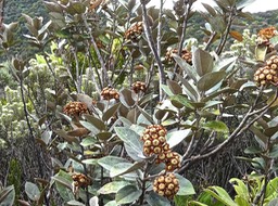 Dombeya ficulnea petit mahot.(avec fruits) malvaceae.endémique Réunion;P1009296