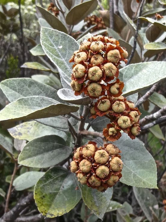 Dombeya ficulnea .petit mahot.(fruits ) malvaceae.endémique Réunion)P1009295