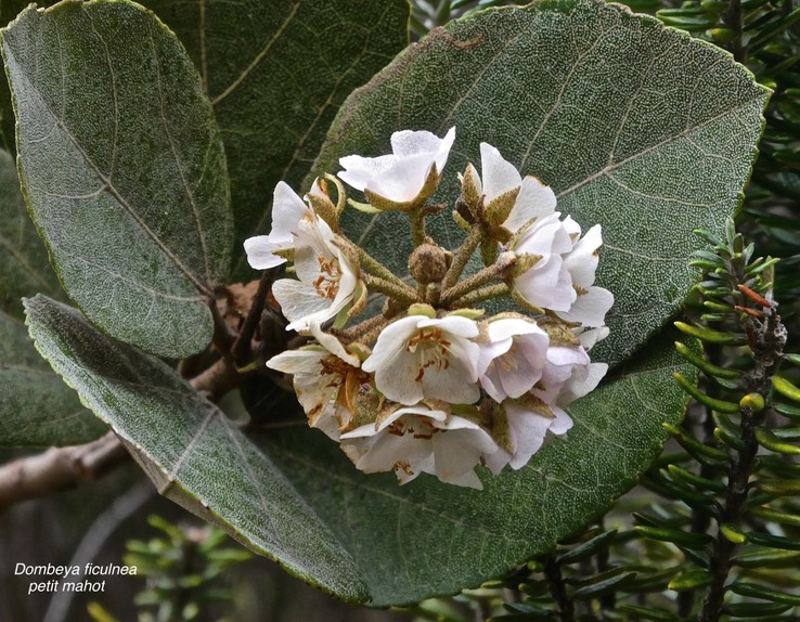 Dombeya ficulnea.petit mahot.(avec fleurs mâles )malvaceae.endémique Réunion.P1009358