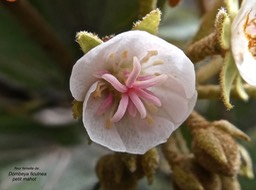 Dombrya ficulnea.petit mahot.(fleur femelle)malvaceae.endémique Réunion.P1009290