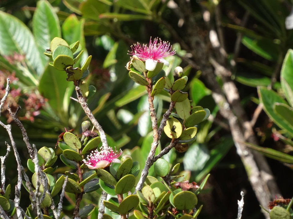 Eugenia buxifolia - Bois de Nèfles - MYRTACEAE - Endémique Réunion