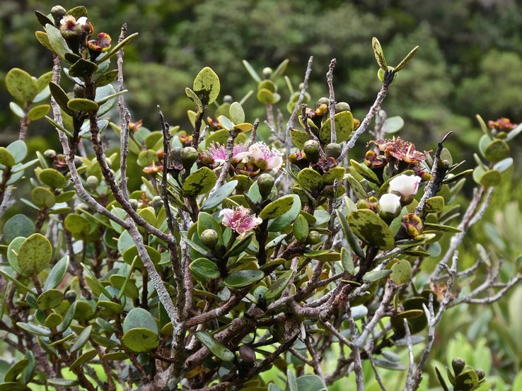 Eugenia buxifolia. bois de nèfles à prtites feuilles.P1009080