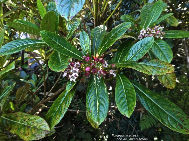 Forgesia racemosa.bois de Laurent Martin.escallonaceae.endémique Réunion.P1008737