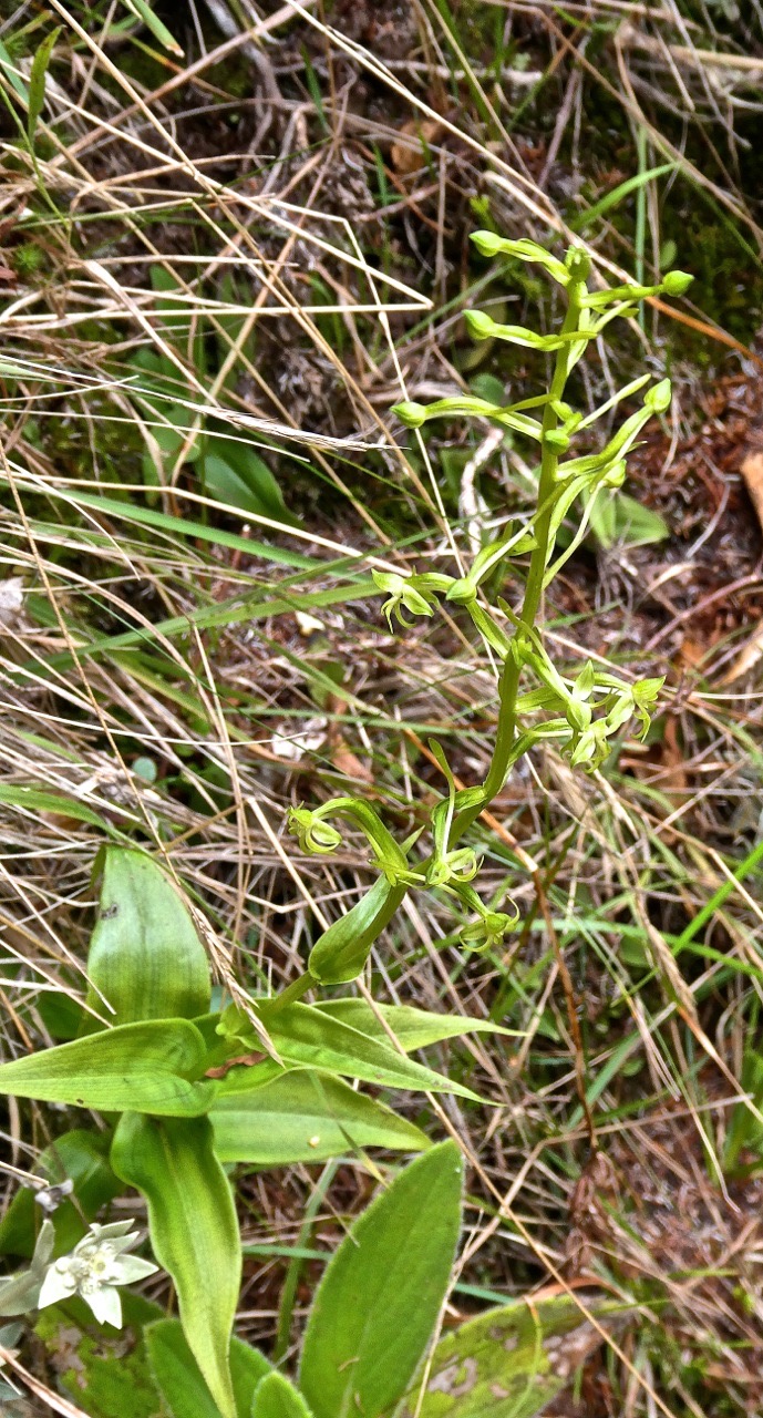 Habenaria frapierri.(ex chloroleuca.)orchidaceae.endémique Réunion.P1009146