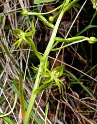 Habenaria frappieri.(ex chloroleuca )ti maïs.orchidaceae.endémique RéunionP1009173