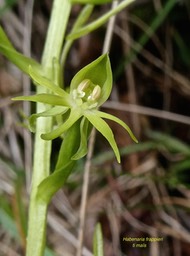 Habenaria frappieri.(ex chloroleuca) .ti maïs .orchidaceae.endémique Réunion.P1009177