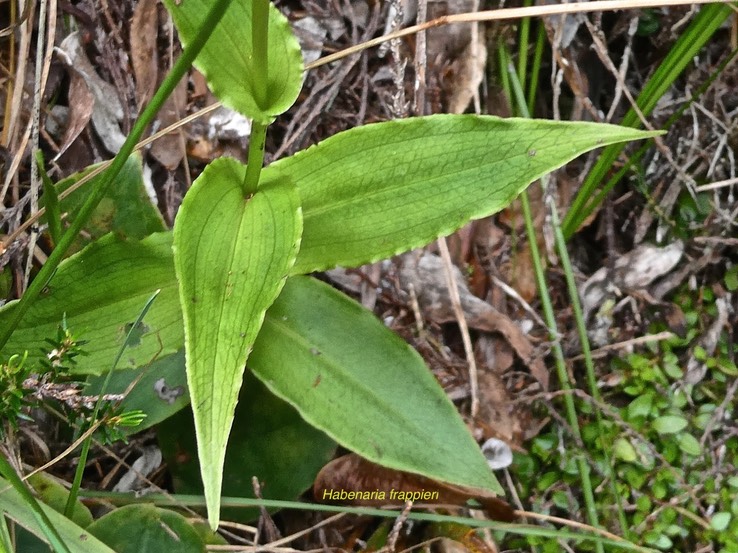 Habenaria frappieri.ti maïs.orchidaceae.endémique Réunion.P1009123