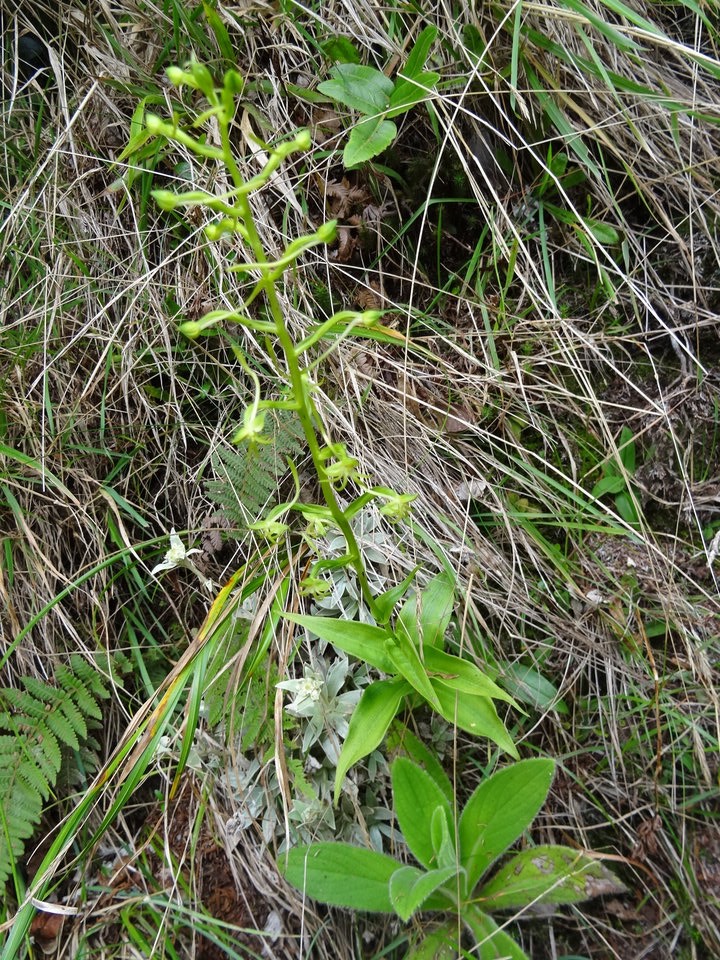 Habenaria undulata (frappieri) - ORCHIDOIDEAE - Endémique Réunion - DSC03757