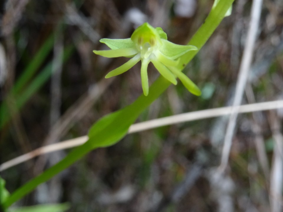 Habenaria undulata (frappieri) - ORCHIDOIDEAE - Endémique Réunion - DSC03756