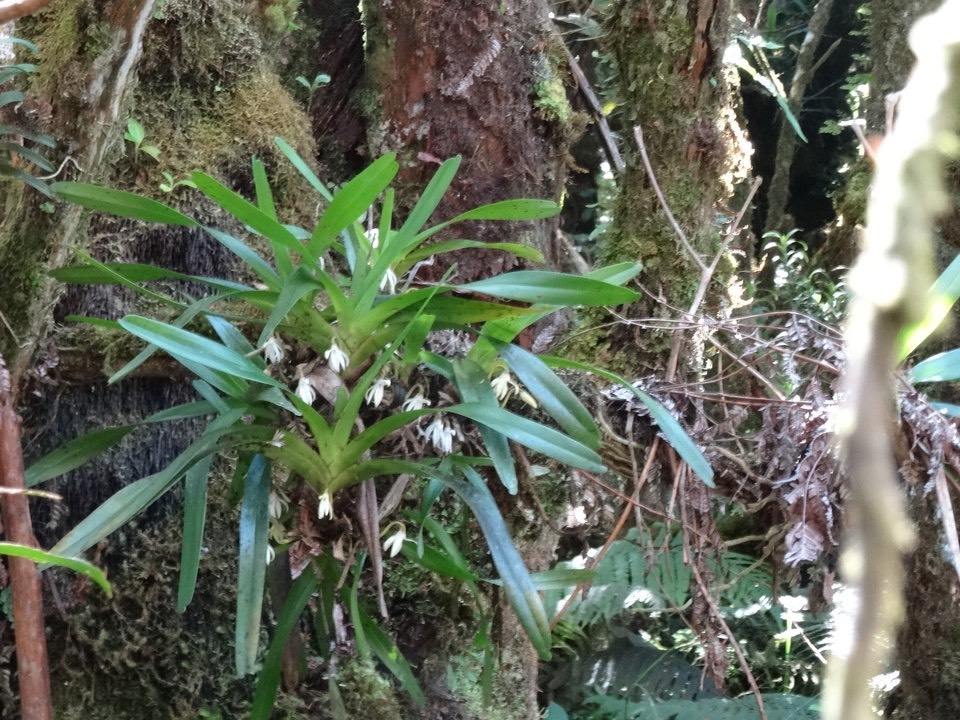 Jumellea triquetra - EPIDENDROIDEAE - Endémique Réunion-1