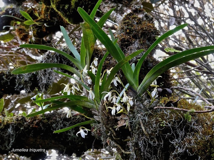 Jumellea triquetra orchidaceae.endémique Réunion.P1009005