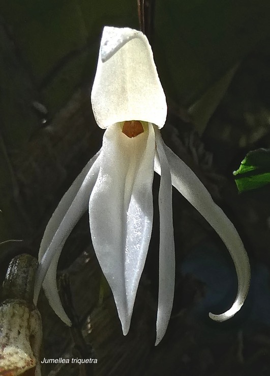 Jumellea triquetra.orchidaceae.endémique Réunion.P1008750