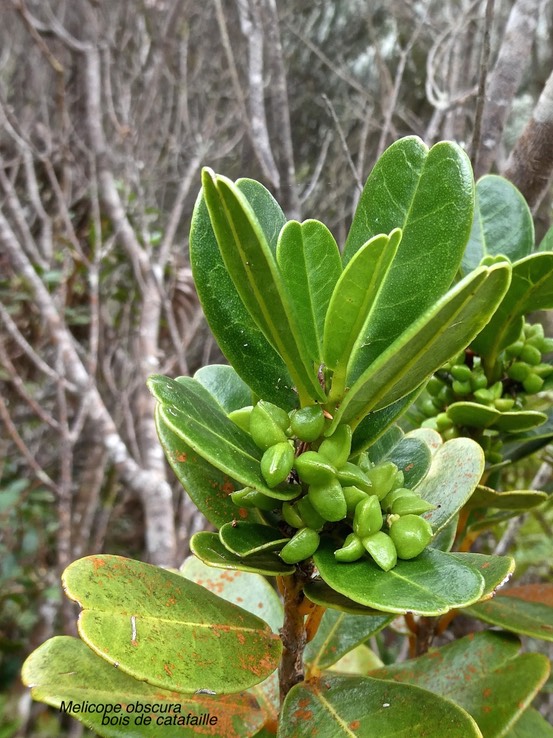 Melicope obscura .bois de catafaille.(avec fruits verts.)rutaceae,endémique Réunion Maurice.P1009108