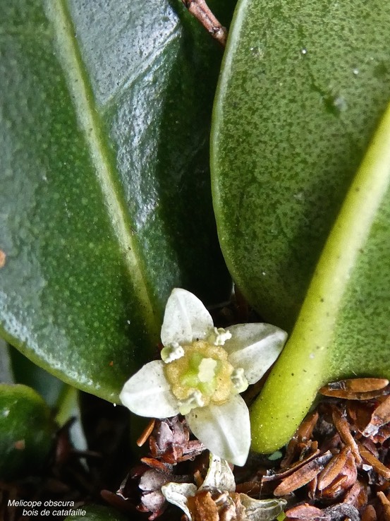 Melicope obscura.bois de catafaille.rutaceae.endémique Réunion Maurice.P1009341