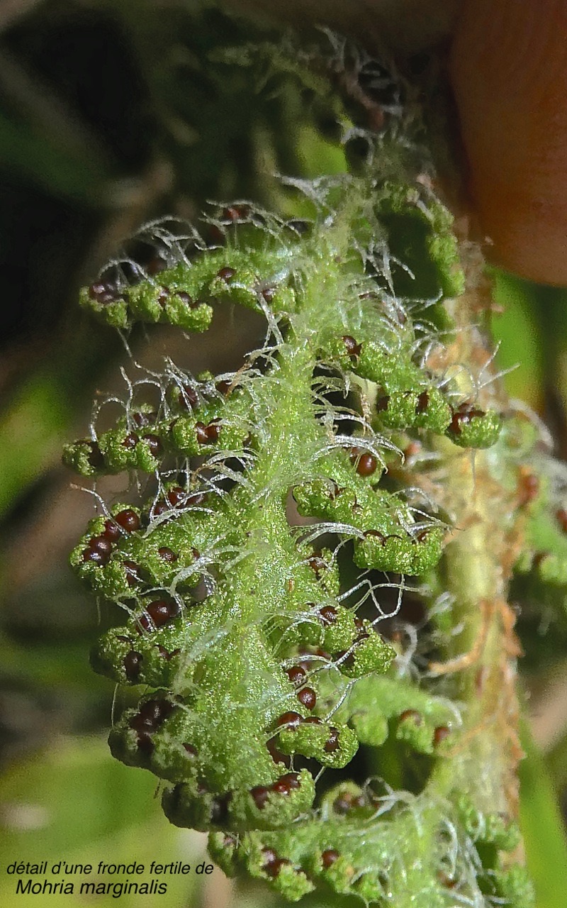 Mohria marginalis .(détail d'une fronde fertile)schizaeaceae.indigène Réunion.P1008940