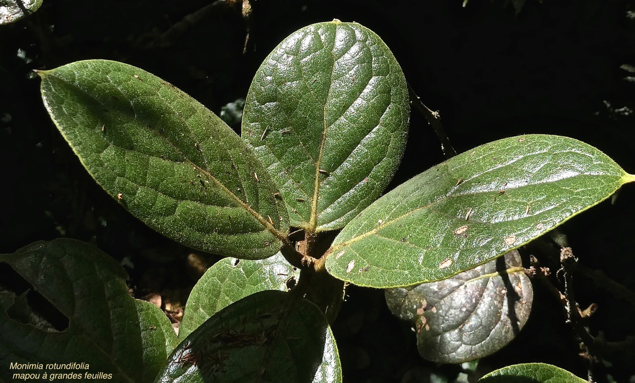 Monimia rotundifolia .mapou à grandes feuilles.monimiaceae.endémique Réunion.P1008747