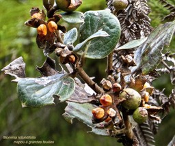 Monimia rotundifolia.mapou à grandes feuilles .(avec fruits) monimiaceae.endémique Réunion.P1009394