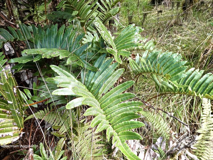 Parablechnum marginatum .(frondes stériles) blechnaceae.indigène Réunion.P1008802