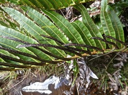 Parablechnum marginatum.(fronde avec anomalie/stérile d'un côté du rachis et fertile de l'autre. blechnaceae.indigène Réunion.P1009382