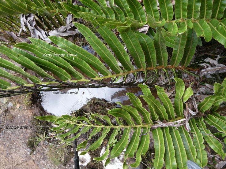 Parablechnum marginatum.(frondes stériles et fronde présentant une anomalie/stérile d'un côté du rachis et fertile de l'autre )blechnaceae.indigène Réunion.P1009381