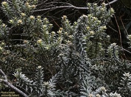 Phylica nitida.ambaville bâtard.rhamnaceae.endémique Réunion Maurice.P1008968