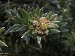 Phylica nitida.ambaville bâtard.rhamnaceae.endémique Réunion Maurice.P1008967