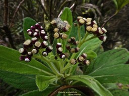 Psiadia anchusifolia.tabac marron .asteraceae.endémique Réunion.P1008807