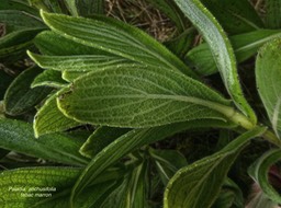 Psiadia anchusifolia.tabac marron.asteraceae.endémique Réunion.P1008778