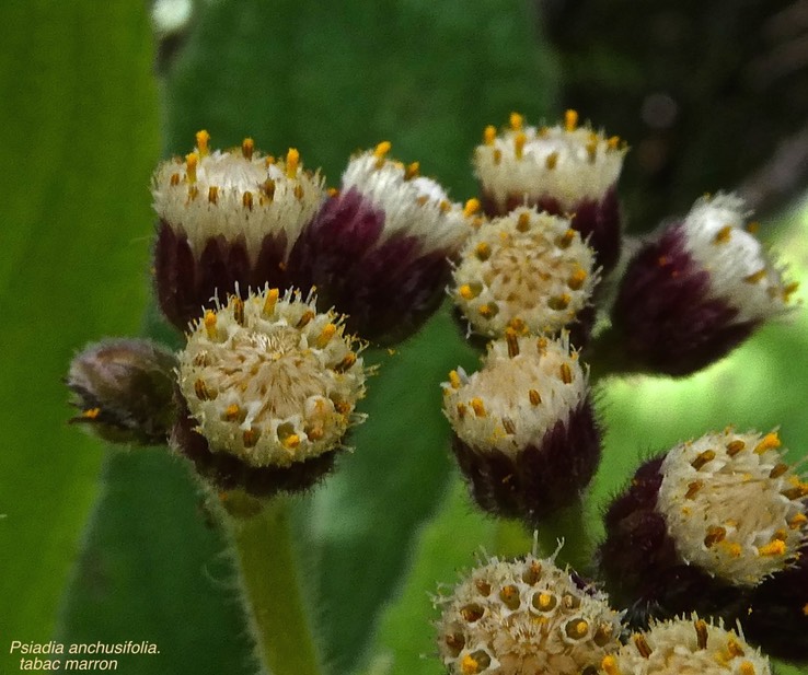Psiadia anchusifolia.tabac marron.(détail de l'inflorescence)asteraceae.endémique Réunion.P1008814