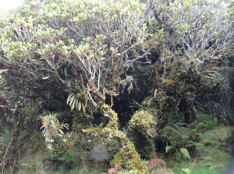 Sideroxylon borbonicum - Bois de fer bâtard " Arbre de Cécile" - SAPOTACEAE - Endémique Réunion