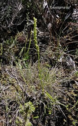 Tylostigma sp. orchidaceae.P1008837