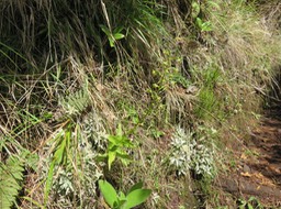 10. ??? Habenaria frappieri - Ø - Orchidaceae - endémique Réunion