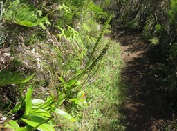 11. ??? Benthamia latifolia - Ø - Orchidaceae -endémique La Réunion et île Maurice.