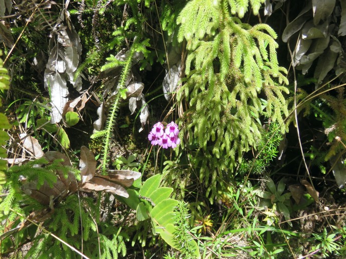 12.  Physoceras castillonii  - Ø - Orchidacea  -endémique Réunion