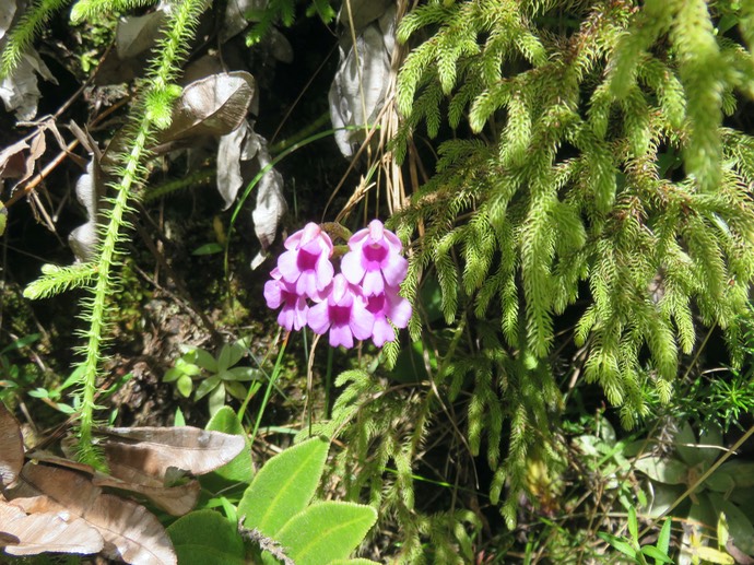 13.  Physoceras castillonii  - Ø - Orchidacea  -endémique Réunion