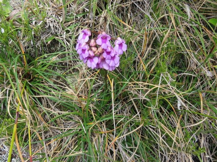 17.  Physoceras castillonii  - Ø - Orchidacea  -endémique Réunion